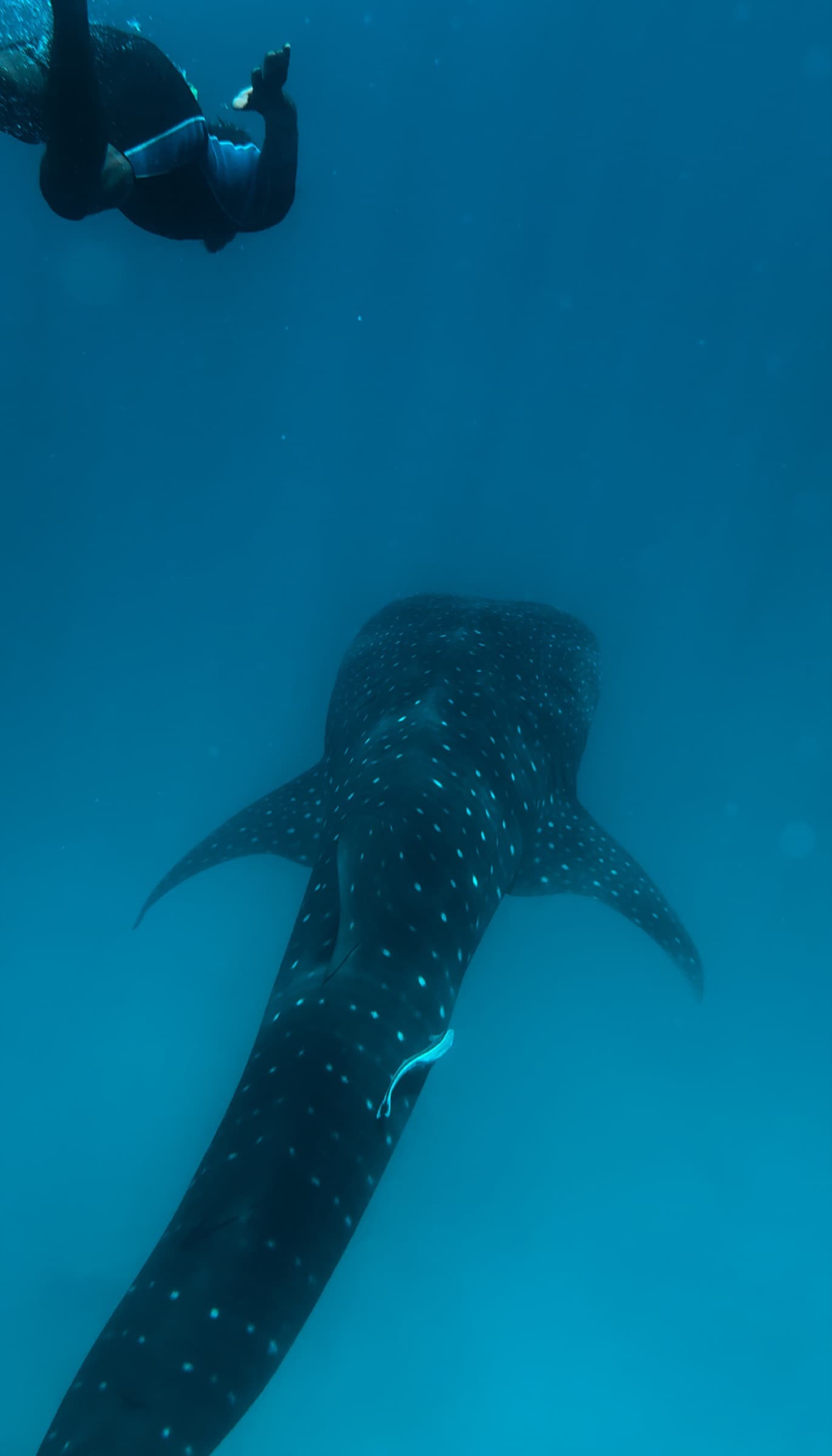 Snorkeling with a whale shark on a Master Boat Charter excursion